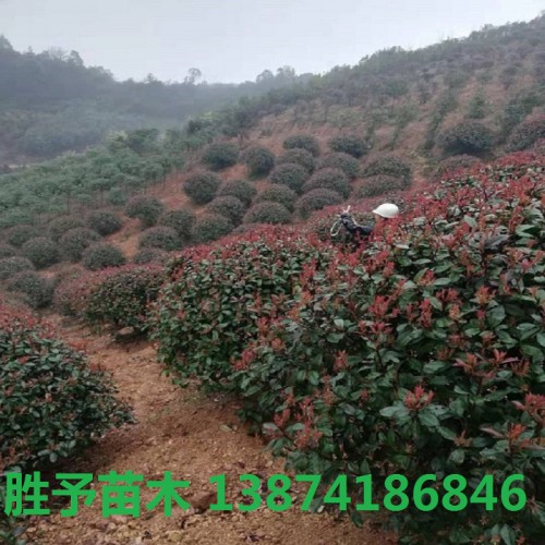 紅葉石楠球價格 80-100-120-180公分紅葉石楠球