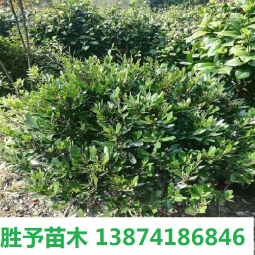 中華蚊母球價(jià)格 小葉蚊母球 80-100-120公分蚊母球