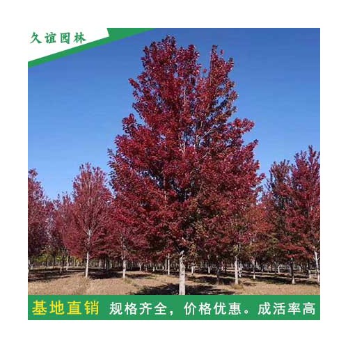 批發(fā)美國紅楓 美國紅楓價格 紅楓種植基地