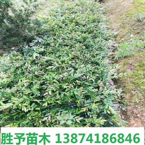 中華蚊母小苗價格 蚊母小苗價格 中華蚊母價格 小葉蚊母