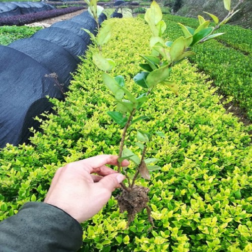 地被植物 金森女貞小苗價(jià)格   大量供應(yīng)金森女貞價(jià)格