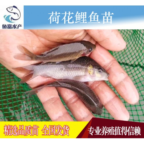 禾花鯉魚苗 稻田鯉魚苗 荷花鯉魚