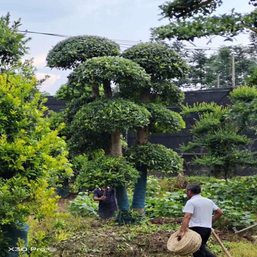 楊梅樹樁價格 楊梅樹價格 楊梅價格