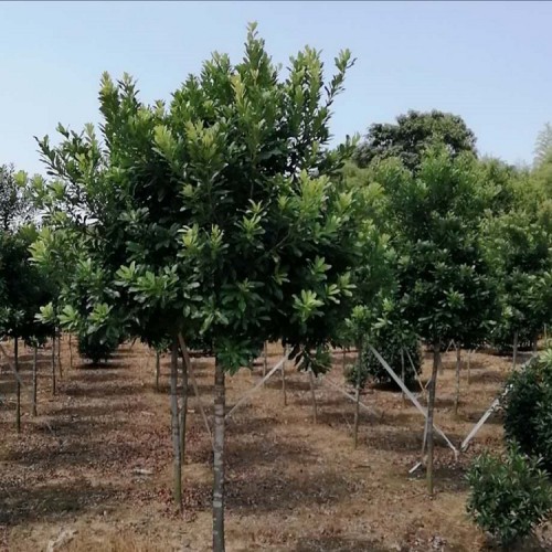 【勝予】基地直銷楊梅樹 楊梅樹價格 大量供應(yīng)小楊梅樹價格