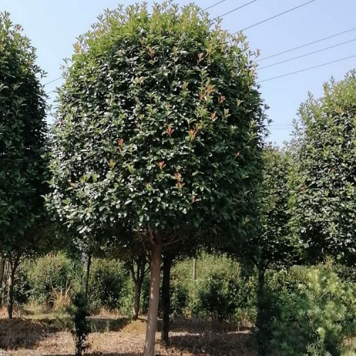 【勝予】基地直銷紅葉石楠價格 大量供應(yīng)紅葉石楠樹