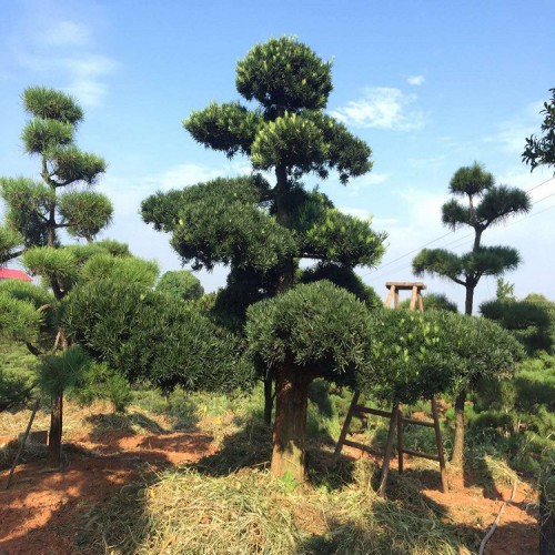 【勝予苗木】基地直銷羅漢松樁價格 大量供應(yīng)造型羅漢松