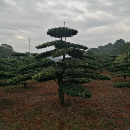 基地直銷10-30公分羅漢松樁景價格 大量供應(yīng)造型羅漢松