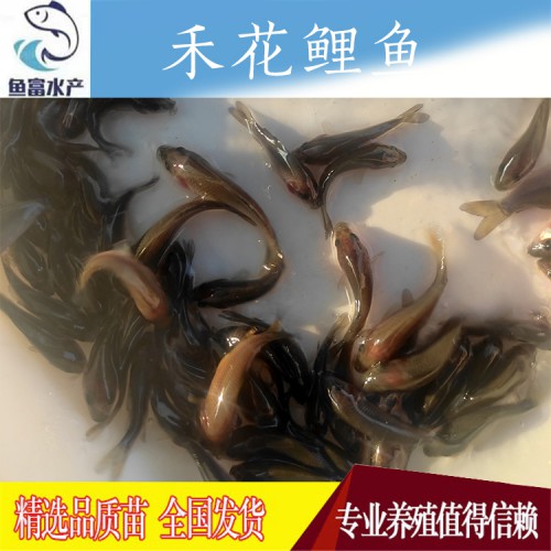 禾花鯉魚苗廠家