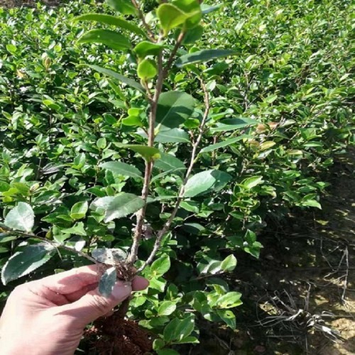 大量供應(yīng)茶梅小苗價(jià)格  基地直銷茶梅 勝予苗木