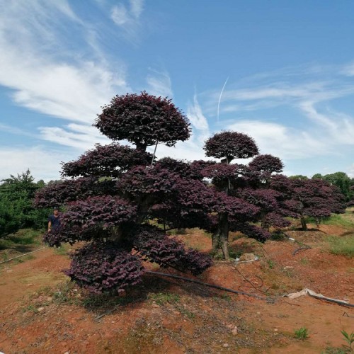 大量供應(yīng)紅花繼木樁價(jià)格 精品造型紅繼木價(jià)格 勝予苗木