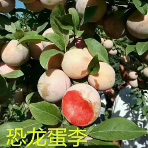 李子苗批發(fā)基地 種植李子苗 李子苗價格