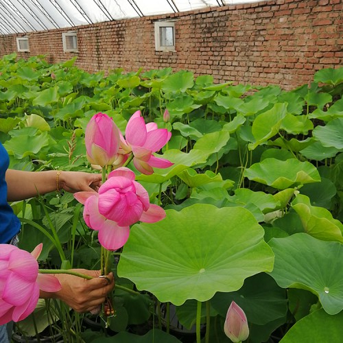 供應(yīng)荷花苗 易成活荷花苗