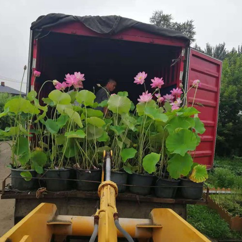 荷花苗