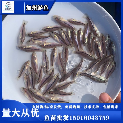 加州鱸魚苗 大口黑鱸魚苗 鱸魚水花供應(yīng)