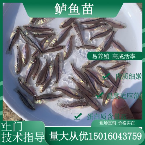 鱸魚苗 優(yōu)鱸3號魚苗 大口鱸魚苗 黑鱸魚苗 鱸魚水花苗