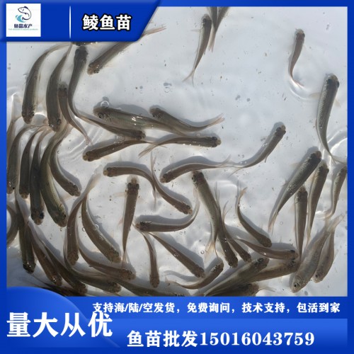 土鯪魚苗 鯪魚水花 大量批發(fā) 放生魚苗