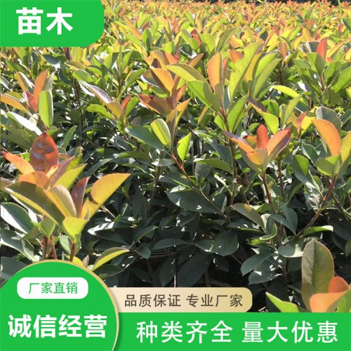 紅葉石楠價(jià)格 批發(fā)紅葉石楠小苗