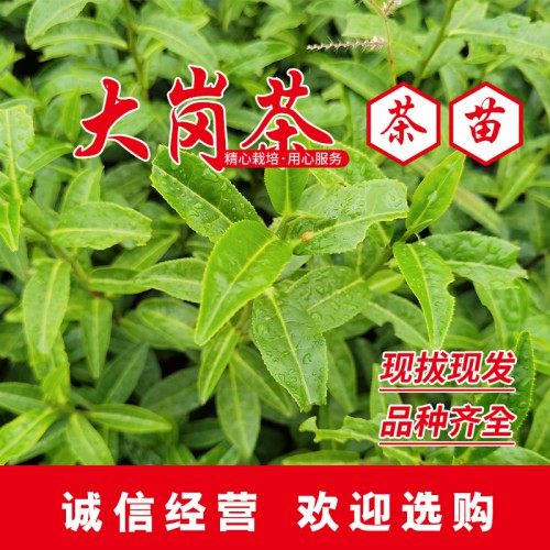 大崗茶茶葉苗