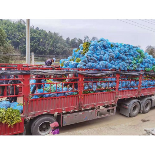 黃金芽茶苗 黃茶苗 余姚黃金芽 黃金芽茶葉茶樹苗