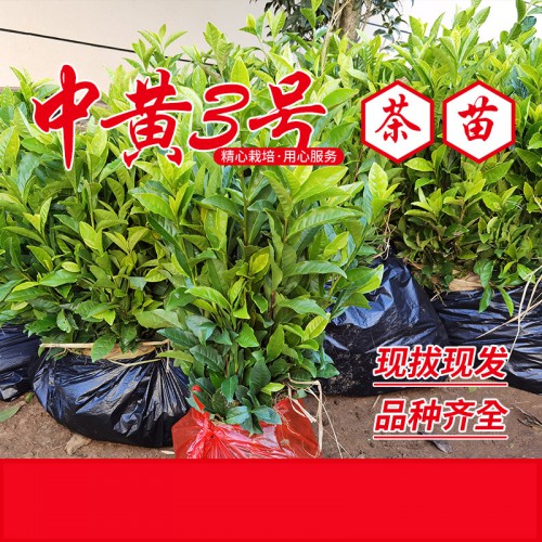 中黃3號茶苗 中黃3號茶樹苗 中黃3號茶葉苗 黃茶苗