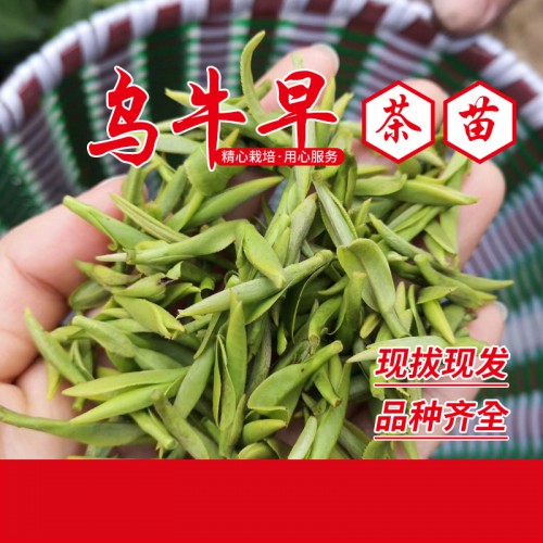 烏牛早茶苗 早品種茶苗 烏龍早茶苗