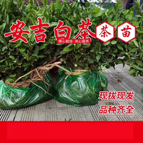 新安4號茶苗 奶白茶苗