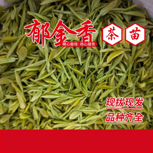 郁金香茶苗 御金香茶葉苗 口感好黃茶苗