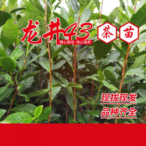 龍井43茶苗 龍井43茶葉苗 龍井43茶樹苗