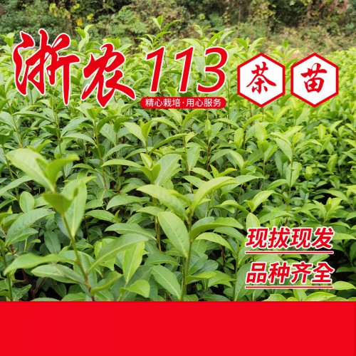 浙農(nóng)113茶苗、浙農(nóng)113茶葉苗