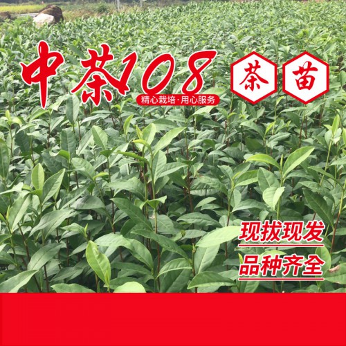 中茶108茶苗、中茶108茶葉苗