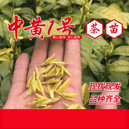 中黃1號茶苗、中黃1號茶葉苗