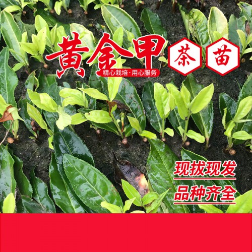 茶樹苗 黃金甲茶苗