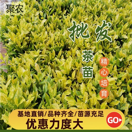 御金香茶苗 御金香茶苗扦插穗條枝條