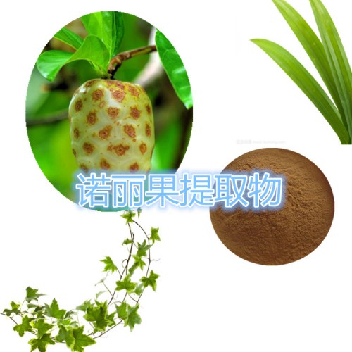 諾麗果提取物 水提 10:1  諾麗果浸膏 諾麗果速溶粉