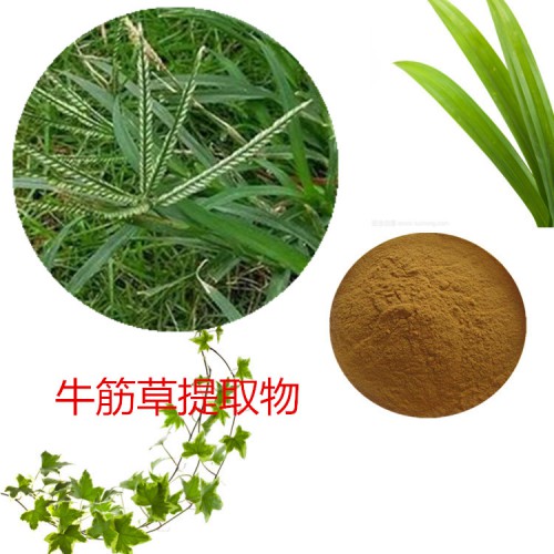 牛筋草提取物 水提 牛筋草速溶粉 牛筋草浸膏 牛筋草粉