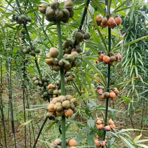 多花黃精種子 紅花滇黃精種子 雞頭黃精種子