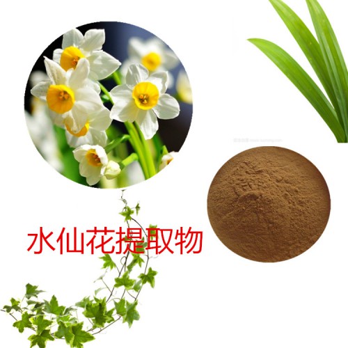 水仙花提取物 水仙花粉 水仙花速溶粉 水仙花浸膏粉