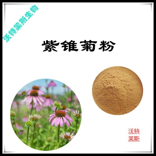 紫錐菊粉  紫錐菊提取物 紫錐菊浸膏 紫錐菊提取液