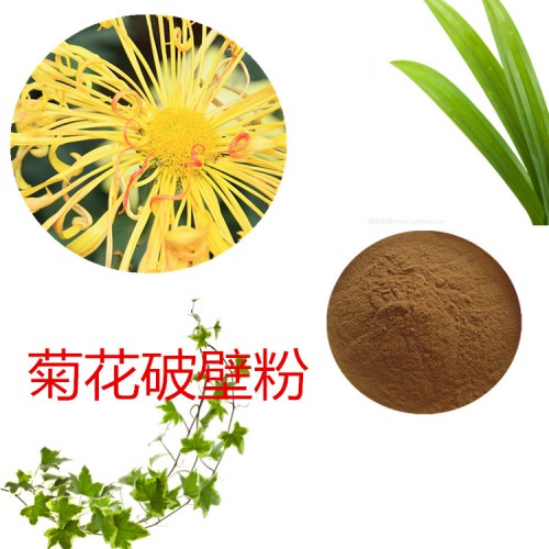 菊花粉 菊花破壁粉 菊花浸膏 菊花提取液