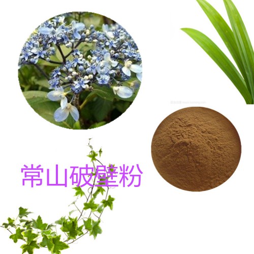 常山粉 常山破壁粉 常山浸膏  常山提取液