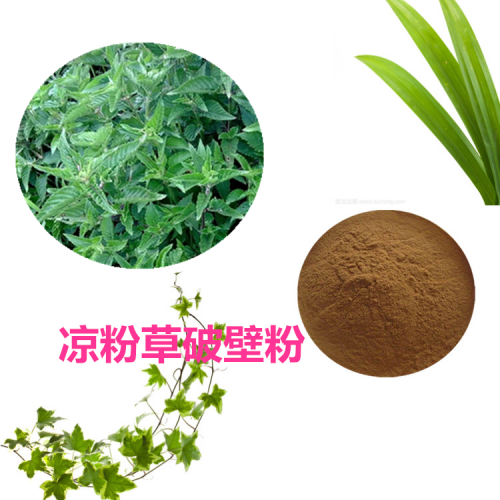 涼粉草粉  涼粉草破壁粉 涼粉草浸膏  涼粉草提取液