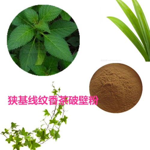 狹基線紋香茶菜粉   狹基線紋香茶菜破壁粉