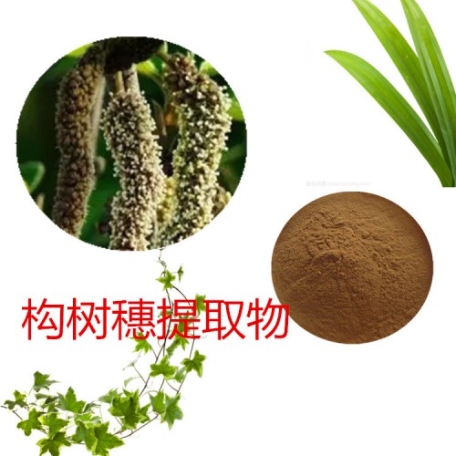 構(gòu)樹(shù)穗浸膏 構(gòu)樹(shù)穗提取液 構(gòu)樹(shù)穗提取物  構(gòu)樹(shù)穗粉