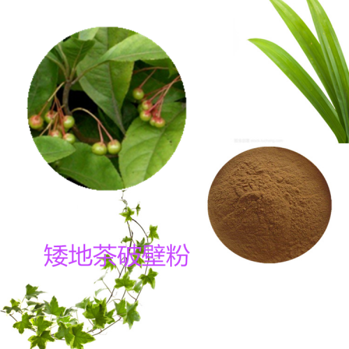 矮地茶提取物  矮地茶浸膏 矮地茶粉  矮地茶破壁粉