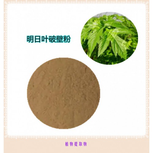 明日葉粉 明日葉破壁粉 明日葉浸膏 明日葉提取液