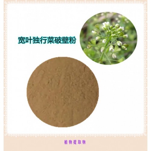 寬葉獨(dú)行菜粉  寬葉獨(dú)行菜浸膏 寬葉獨(dú)行菜提取液