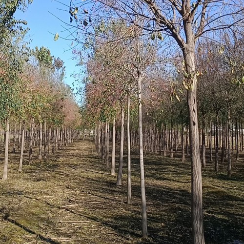 絲綿木樹 絲綿木廠家 絲綿木基地批發(fā) 絲綿木種植