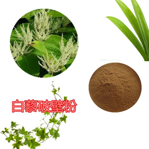 白藜提取物 白藜浸膏   白藜粉 白藜破壁粉