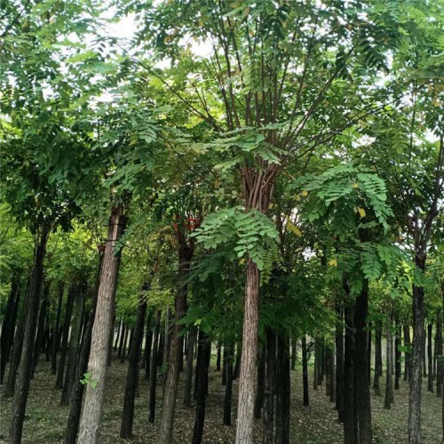 香花槐樹(shù)苗 香花槐 香花槐廠家批發(fā)