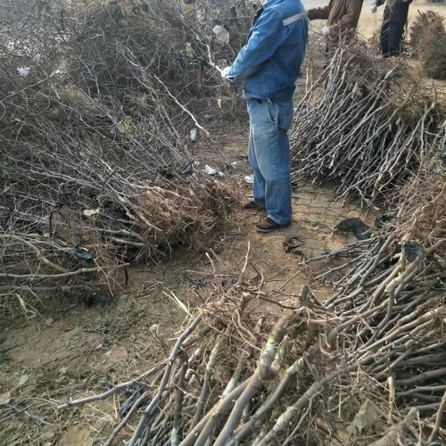 冬棗苗種植 冬棗樹(shù)苗基地